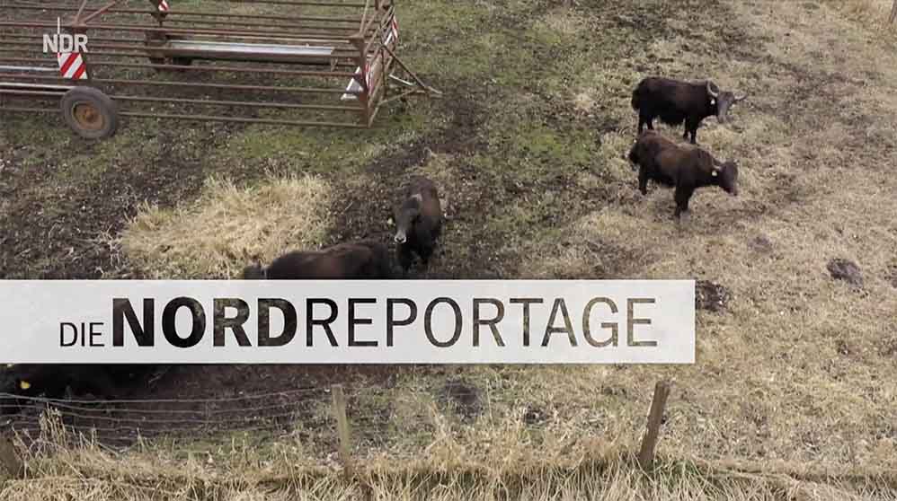 Schnitt NDR Nordreportage Mit Yaks gegen den Wolf